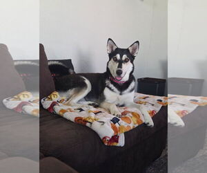 Siberian Husky-Unknown Mix Dogs for adoption in The Woodlands, TX, USA