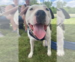 Small #1 American Pit Bull Terrier Mix