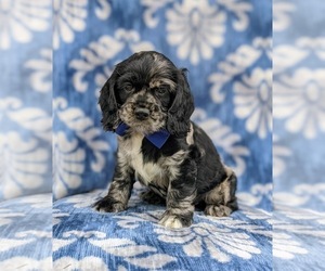 Cocker Spaniel Puppy for sale in DELTA, PA, USA
