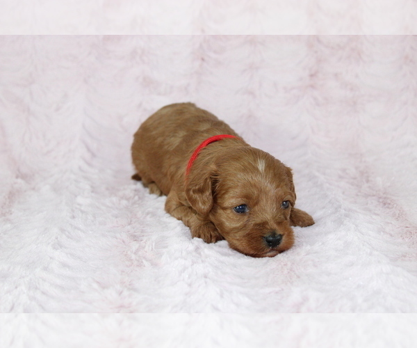 Medium Photo #9 Cavapoo Puppy For Sale in HOMELAND, CA, USA