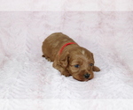 Small Photo #9 Cavapoo Puppy For Sale in HOMELAND, CA, USA