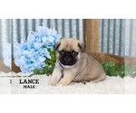 Small #17 Pug
