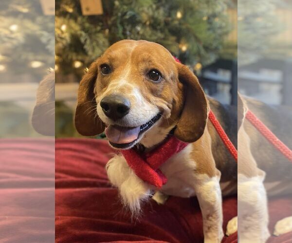 Medium Photo #6 Beagle Puppy For Sale in Chester, NJ, USA
