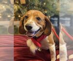 Small #5 Beagle