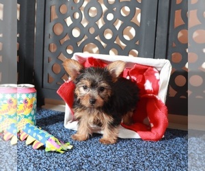 Yorkshire Terrier Puppy for sale in MOUNT VERNON, OH, USA