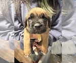 Small Photo #14 Cane Corso-Saint Bernard Mix Puppy For Sale in LIVERMORE, CA, USA