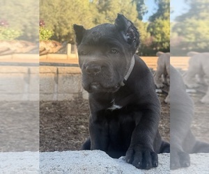 Cane Corso Puppy for sale in BEAUMONT, CA, USA