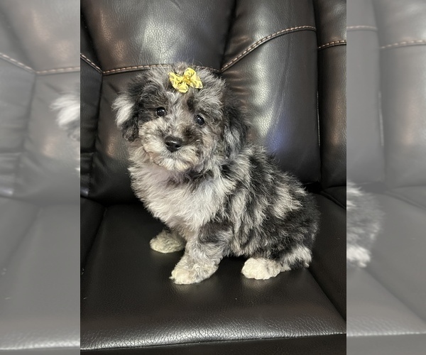 Medium Photo #1 Poodle (Miniature) Puppy For Sale in LANCASTER, KY, USA