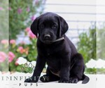 Small #3 Labrador Retriever