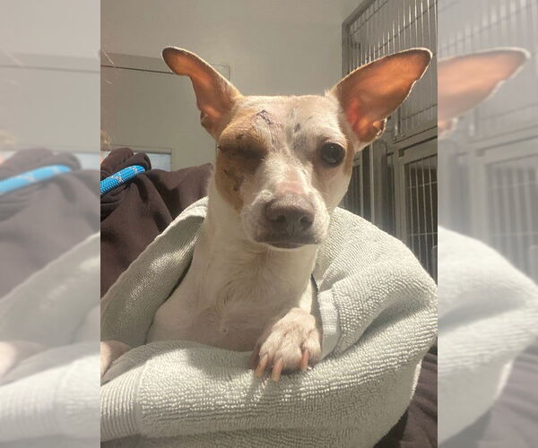 Medium Photo #9 Jack Chi Puppy For Sale in San Francisco, CA, USA