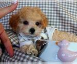 Small Photo #3 Pomeranian Puppy For Sale in PEMBROKE PINES, FL, USA