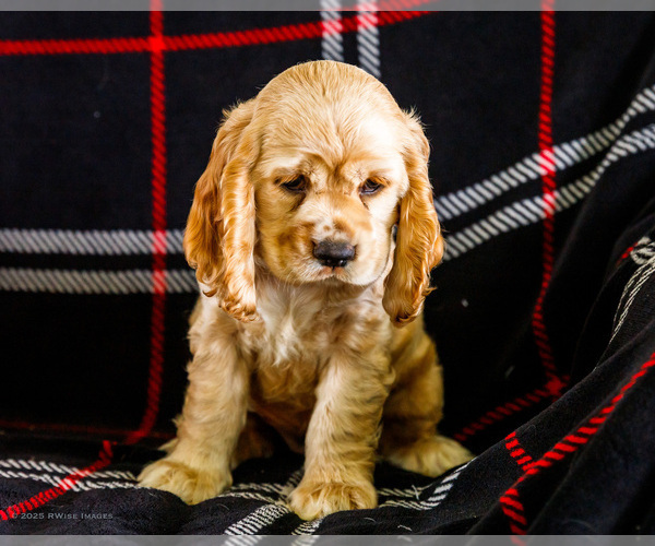 Medium Photo #7 Cocker Spaniel Puppy For Sale in WAKARUSA, IN, USA