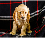 Small #5 Cocker Spaniel