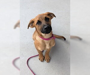 Mutt Dogs for adoption in Salinas, CA, USA