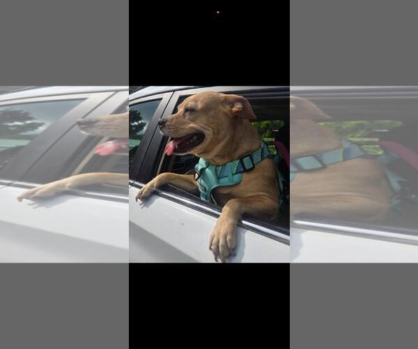 Medium Photo #1 American Pit Bull Terrier-Unknown Mix Puppy For Sale in Miami, FL, USA