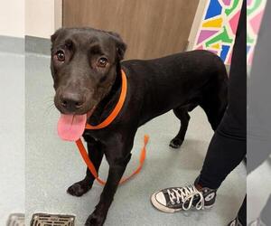 Labrador Retriever-Unknown Mix Dogs for adoption in Baytown, TX, USA