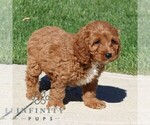 Small #3 Cavapoo