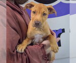 Small #2 American Staffordshire Terrier-Vizsla Mix