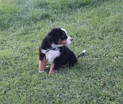 Medium Photo #4 Bernese Mountain Dog Puppy For Sale in FRESNO, OH, USA