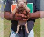 Puppy Puppy 3 F1 American Bully