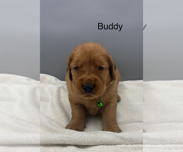 Medium Photo #1 Golden Retriever Puppy For Sale in FREDERICKSBG, OH, USA