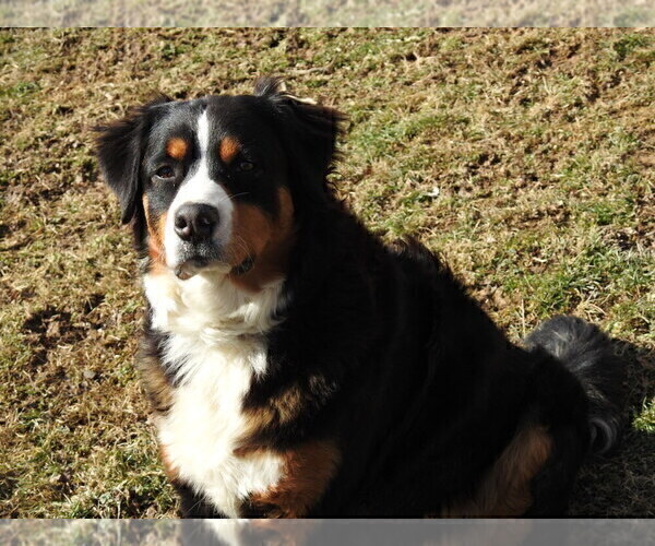 Medium Photo #1 Bernese Mountain Dog Puppy For Sale in POUND, VA, USA