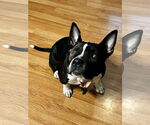 Small American Staffordshire Terrier-Boston Terrier Mix