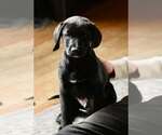 Small #1 Labrador Retriever Mix