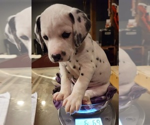 Dalmatian Puppy for sale in ROCHESTER, NH, USA