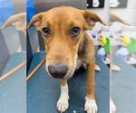 Small Black Mouth Cur Mix