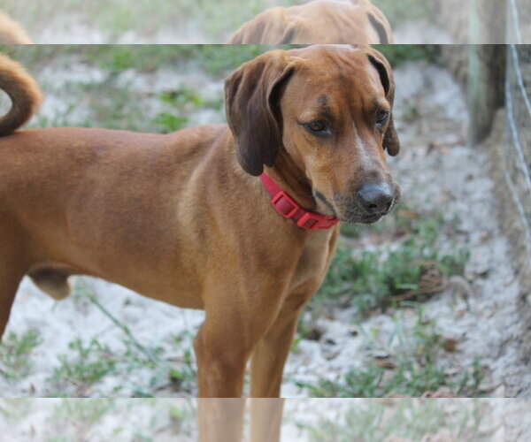 Medium Photo #4 Redbone Coonhound-Unknown Mix Puppy For Sale in Crescent City, FL, USA