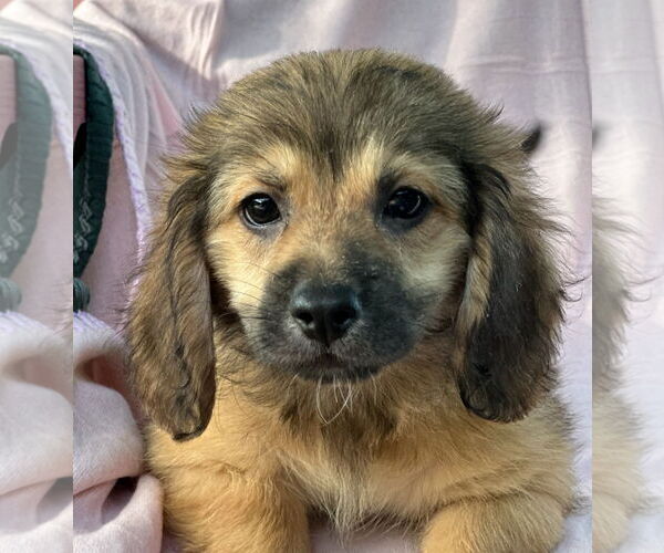 Medium Photo #4 Dachshund-Unknown Mix Puppy For Sale in Weston, FL, USA