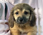 Small #3 Dachshund Mix
