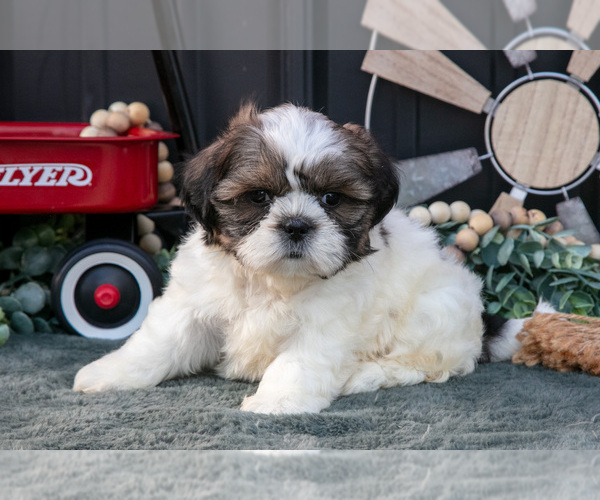 Medium Photo #18 Shih Tzu Puppy For Sale in CLARE, MI, USA