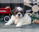 Small #1 Shih Tzu