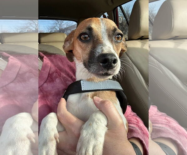 Medium Photo #2 Jack Chi Puppy For Sale in Germantown, OH, USA