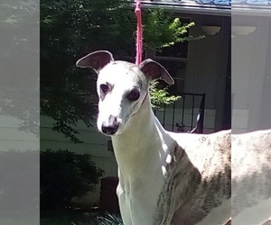 Whippet Puppy for sale in BIRMINGHAM, AL, USA