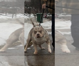 Father of the American Bully puppies born on 02/20/2026