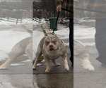 Small Photo #1 American Bully Puppy For Sale in GROVE CITY, MN, USA