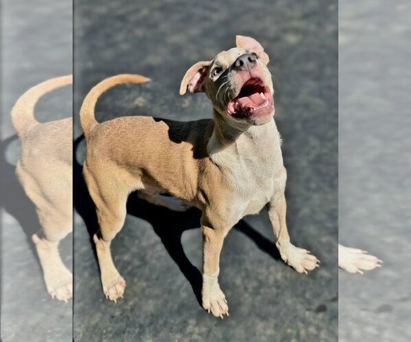 Medium Photo #1 American Pit Bull Terrier-Unknown Mix Puppy For Sale in Jackson, MS, USA