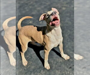 Jr. - Male American Pit Bull Terrier-Unknown Mix Dog for Adoption