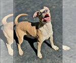 Jr. - Male American Pit Bull Terrier-Unknown Mix Dog for Adoption - Small photo