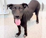 Small #1 Labrador Retriever Mix
