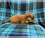 Small #4 Cavapoo (Miniature)