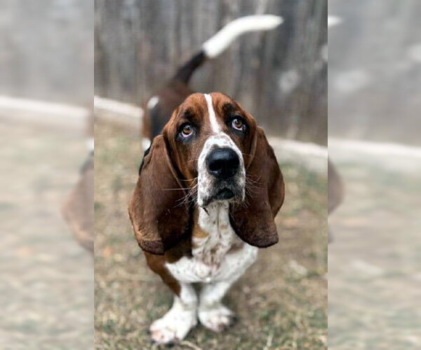 Medium Photo #6 Basset Hound Puppy For Sale in Deepwater, NJ, USA