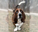 Small #5 Basset Hound