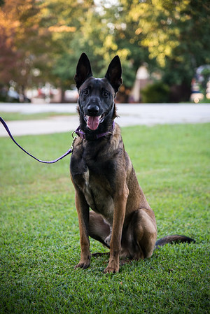 Medium Photo #1 Malinois Puppy For Sale in GREENWOOD, SC, USA