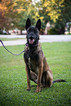 Small Photo #1 Malinois Puppy For Sale in GREENWOOD, SC, USA
