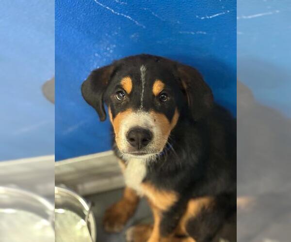Medium Photo #1 Labrador Retriever-Unknown Mix Puppy For Sale in Visalia, CA, USA