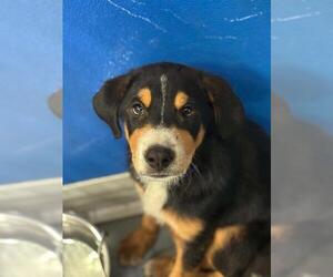Labrador Retriever-Unknown Mix Dogs for adoption in Visalia, CA, USA